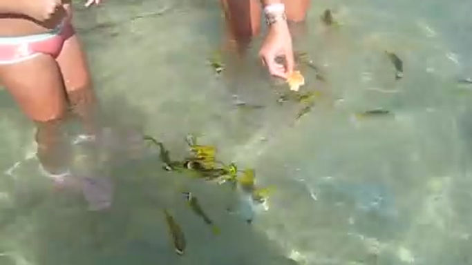 Рыбы в красном море (Египет 2011)